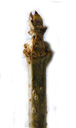 elder (sambucus nigra), apical bud; buds are only encased by bud scales at the ground, lenticels big and warty. 2009-01-26, Pentax W60. keywords: sambucus vulgaris, sureau, seu, sambuco